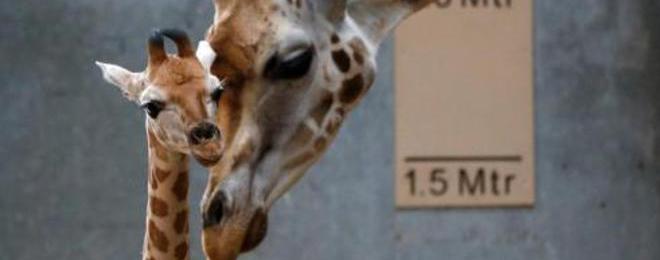 Жирафче се самоуби в зоопарк в Гиза