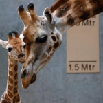 Жирафче се самоуби в зоопарк в Гиза