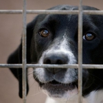 3 квартала в Добрич не си дават бездомните кучета на приюта