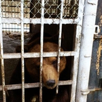 Добрич предлага помощ на Русе за подсигуряването на двете мечета 