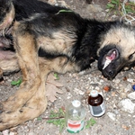 Клошар едва не умря от отрова, заложена за кучета