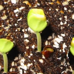 Няма опасност за посевите. „Каквото посеем, това ще пожънем!”