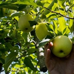 Овощари от Добруджа питат държавата къде са парите за сектора