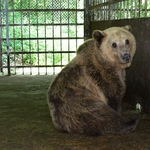 Русенските общинари не дават двете мечки на Добрич