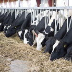 В Разградско плъзна туберкулоза по кравите