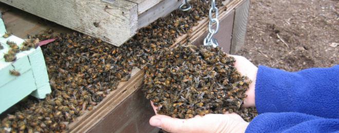 Катаклизъм! Близо 500 пчелни семейства измряха в село Свобода