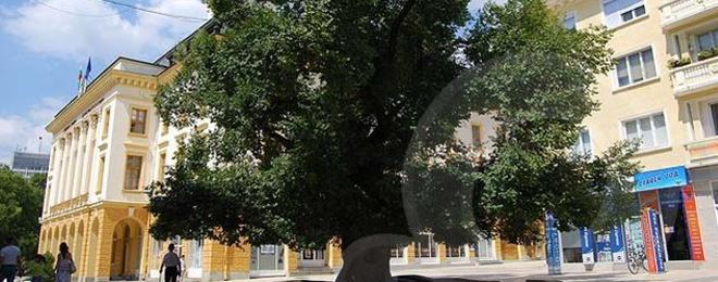 Старият бряст в Сливен стана „Европейско дърво на годината 2014”