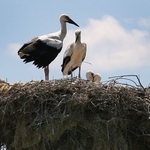 90 двойки щъркели свиха гнезда в Добричко