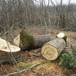 Добрич, Варна и Балчик ще спасяват от сеч Кара дере