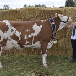 Партнираме на най-голямото изложение за животновъди в Европа