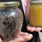 Пчелари и институции се обединяват за спасяването на пчелите в област Добрич