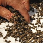 Пчелари: Кражбите на кошери и натравянето на пчелите са пагубни за бизнеса