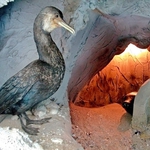 Разглеждаме „Природата на Добруджа” в музея в градския парк