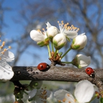 Рекорд за градусите Добрич в сряда