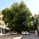 Сливен благодари на Добрич за подкрепата за Стария бряст в евроконкурса