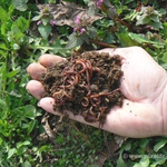 Учени изнасят урок по отглеждане на калифорнийски червей в Добрич