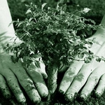 Украинците в Добрич ще садят дръвче в парка заедно с консула си