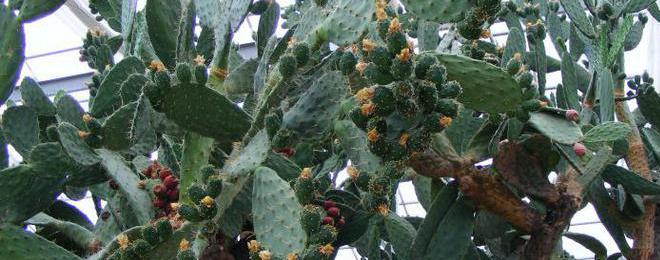 Ботаниците в Балчик изкараха огромните кактуси под открито небе