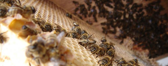 Пчеларите в община Балчик призовават колегите си от Добричко на протест