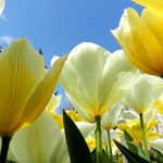 (Фотогалерия) Парадът на лалетата 2014 в ботаническата градина започна!