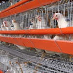 800 000 „щастливи” пилета се ширят в евроапартаменти в Добричко