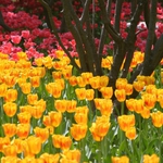 Април идва с летните 20° градуса