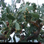 Ботаниците в Балчик изкараха огромните кактуси под открито небе