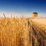 Чакат добра реколта от пшеницата 