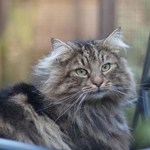 Добричлийка стопанисва втория развъдник за сибирски котки в България