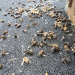 Екокатастрофа предизвиква масовия мор на пчели в Добричко?