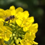 Експерти: Пчелите измират, когато има засадени площи с рапица