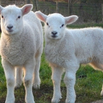 Крадци „ловуват” гергьовските агнета в Добричко