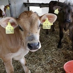 Крадци на добитък вилнеят предпразнично. Ужилиха стопани от Тошево