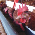 Крадци задигнаха 130 кокошки заедно с 10 чувала от храната им 