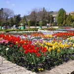 Лалетата в ботаническата градина в Балчик са готови за парада си