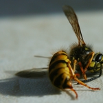 Откриха причината за мора на пчели в Свобода