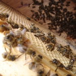 Пчеларите в община Балчик призовават колегите си от Добричко на протест