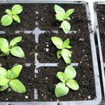 Разпределят средствата между фермерите според тяхната активност