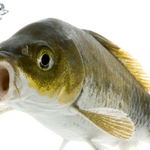 Рибари заложиха стръв за 3-дневно състезание на язовир „Плачи дол”1