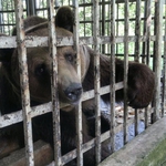 Русе има два месеца преди да даде двете си мечета на Добрич