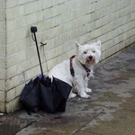 Синоптици: Срядата в Добрич гърми и трещи  