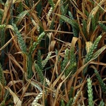 Система за управление на рисковете спира загубите в земеделието