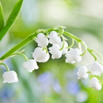 Слънцето ще стопли Добрич до 23° под измамните облаци