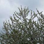 Снегове, студ и бури подминават Добрич в сряда