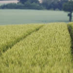 Търсят болести и мишки по нивите. Фермери чакат прогноза за добива