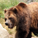 Ваксинират дивите хищници в Добричко против бяс 