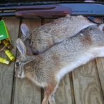 Зайците на изчезване, 35 дружини от Добрич ограничават ловните излети 