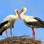 Зоопаркът приюти два ранени щъркела 