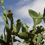 Градушка увредила ценни видове в Ботаническата в Балчик