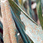 „Жълта ръжда” плъзна по пшеницата в три морски общини 